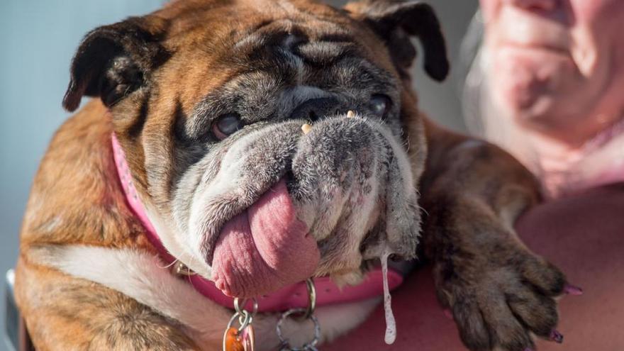 Les presentamos a Zsa Zsa, oficialmente el perro más feo del mundo