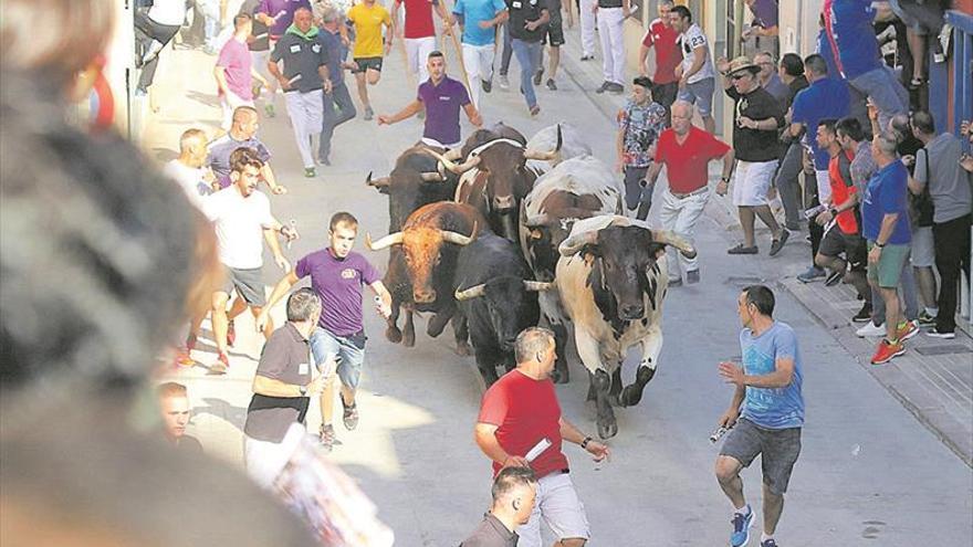 Almassora exhibirá 13 cerriles en la programación taurina del Roser