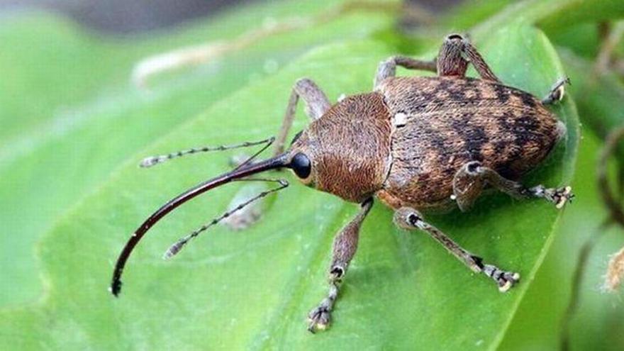 Los insectos, con más proteínas que la carne, serán el alimento del futuro