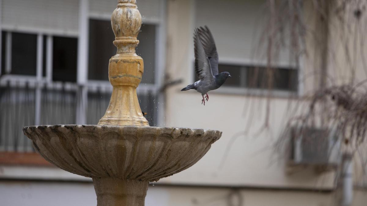 Los vecinos del barrio del carmen alertan de la sobrepoblación de palomas