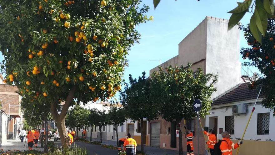 Sadeco inicia la recogida de la naranja en los más de 25.000 árboles de la ciudad