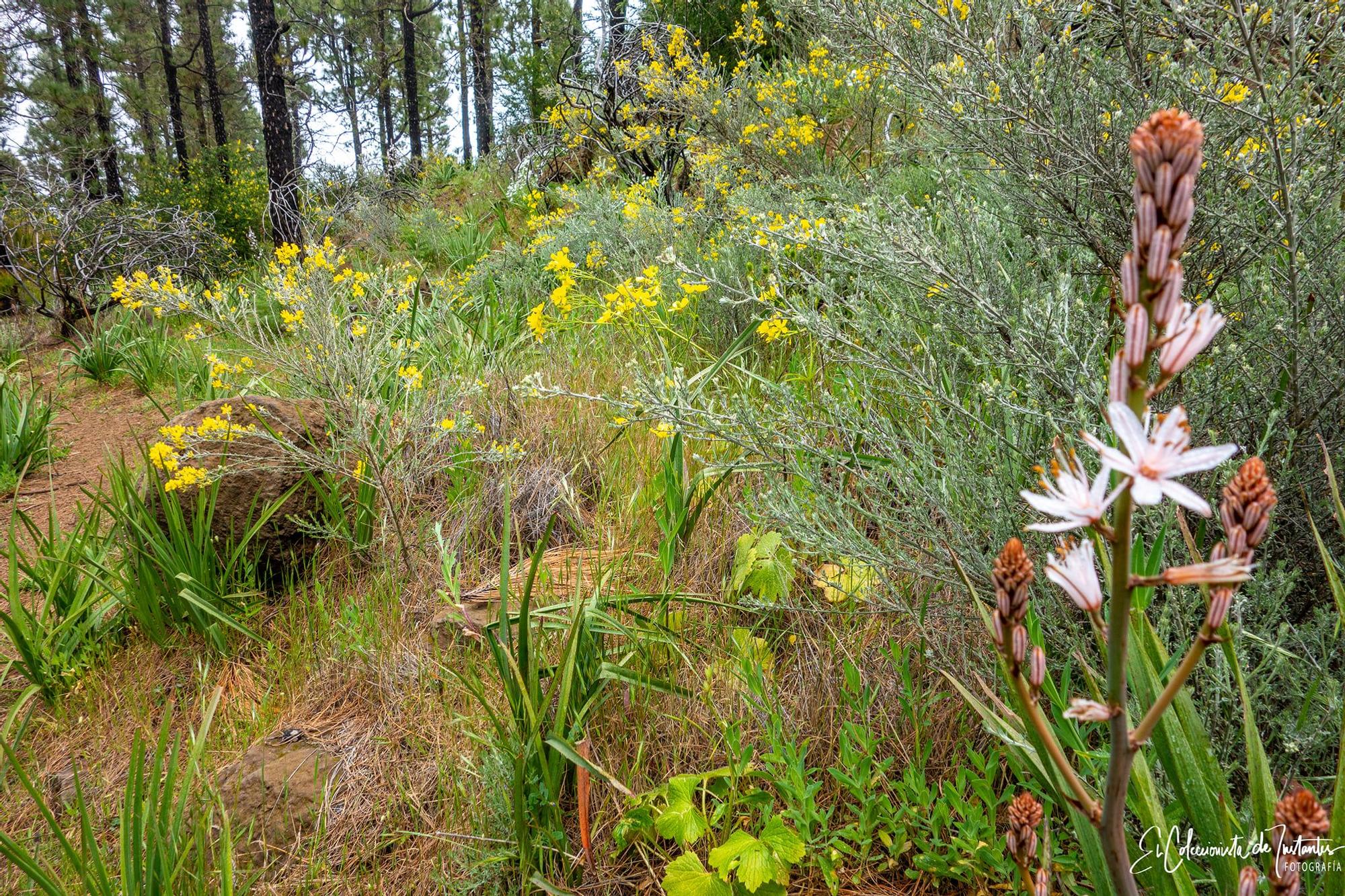 Ruta entre los Llanos de Ana López y Degollada Becerra, en Gran Canaria