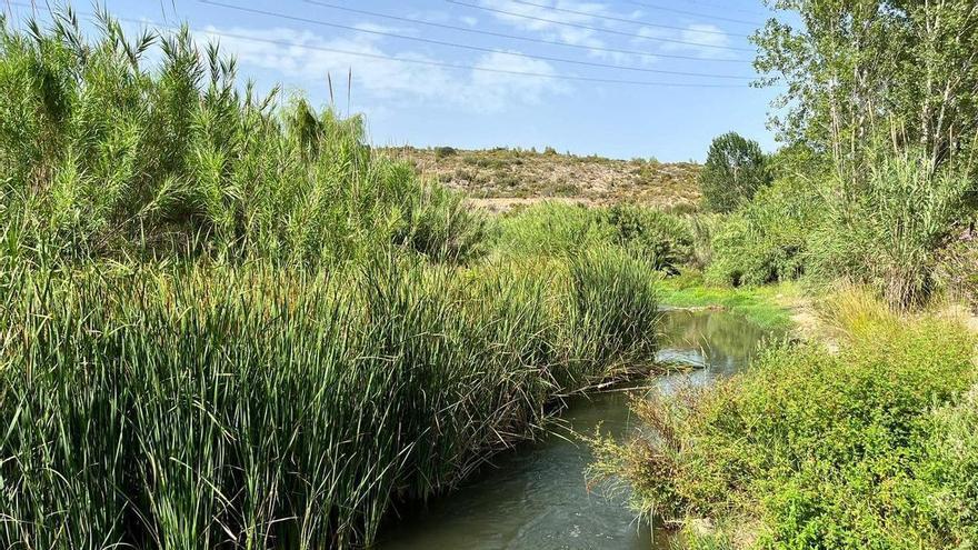 La CHJ se pone manos a la obra para limpiar esta &#039;selva&#039; de Castellón