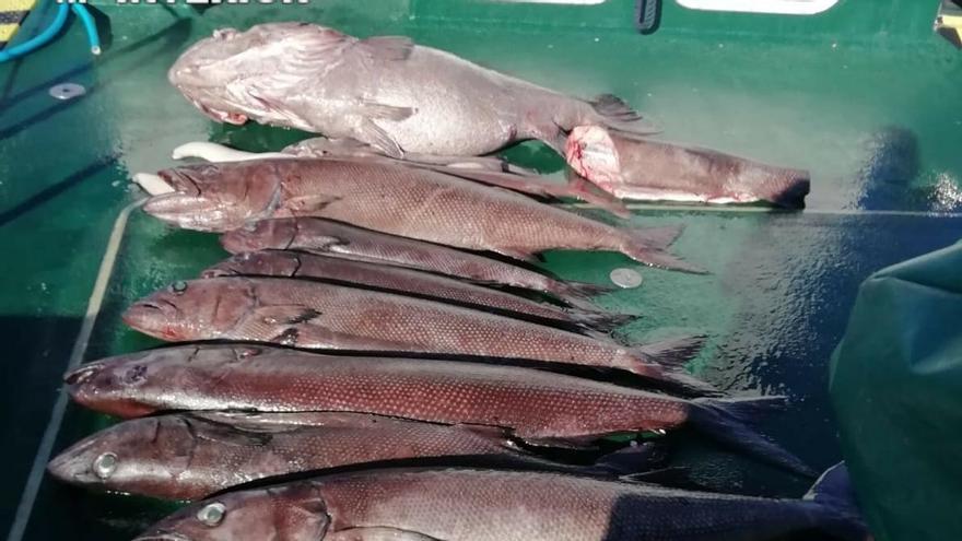 Intervienen 179 kilos de capturas a dos practicantes de pesca recreativa