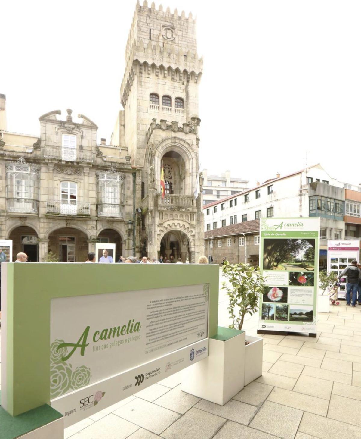 O Porriño reivindica a primavera  coa súa «II Mostra da Camelia»