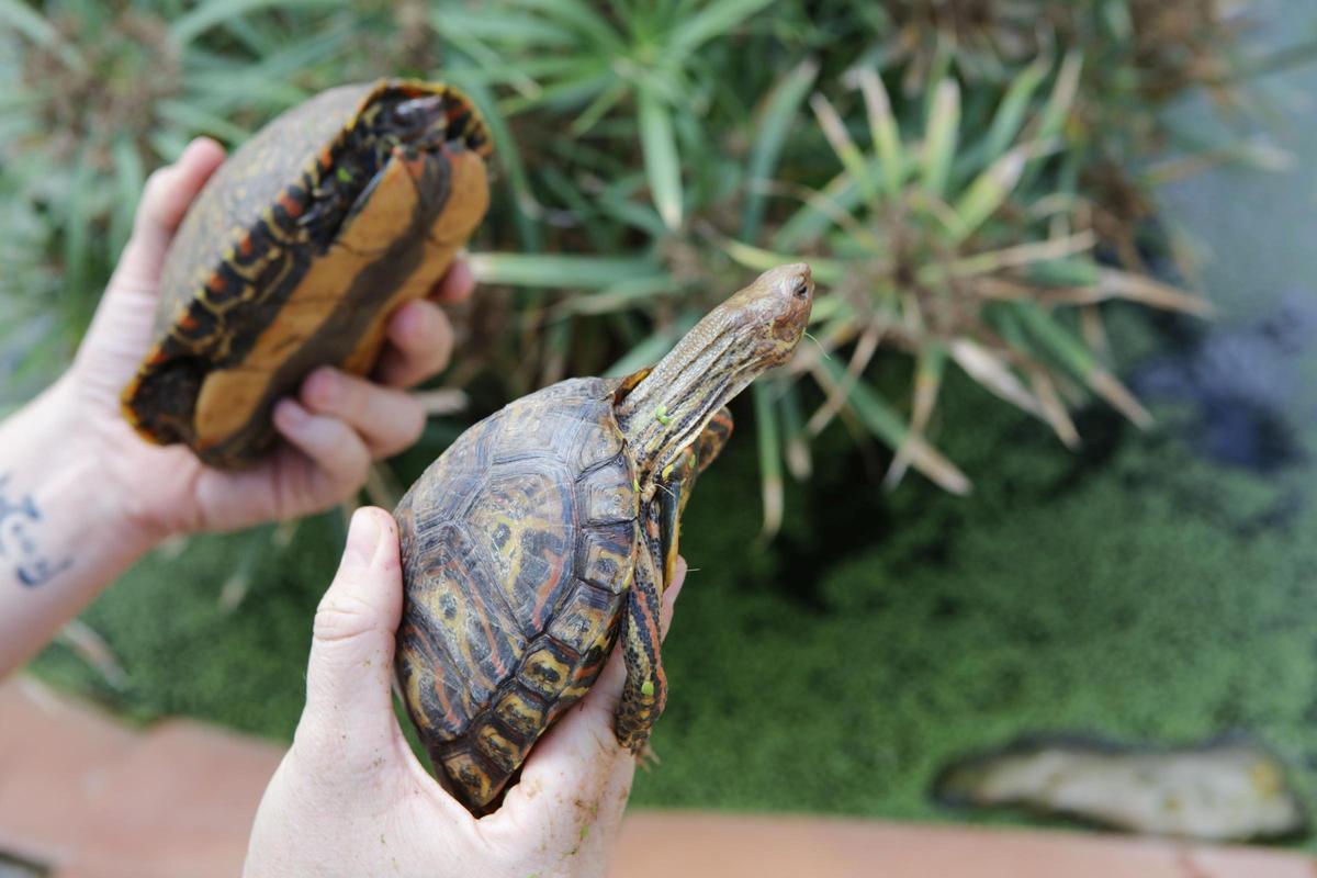 Diese Schildkröten sollen zwei Deutsche auf Mallorca illegal gezüchtet haben Diese Schildkröten sollen zwei Deutsche auf Mallorca illegal gezüchtet haben