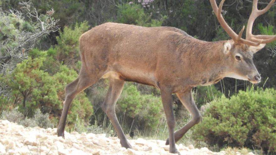 Un ciervo macho en La Carrasqueta, donde durante estos días se desarrolla el singular ritual de apareamiento de la berrea.