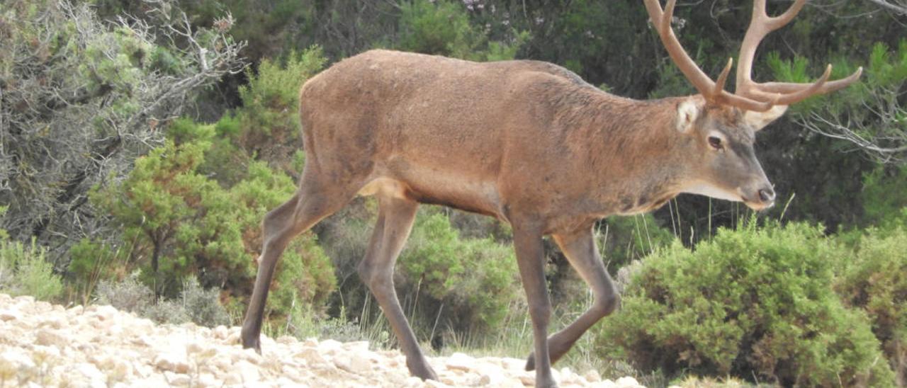 Un ciervo macho en La Carrasqueta, donde durante estos días se desarrolla el singular ritual de apareamiento de la berrea.