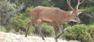 Un aula de la naturaleza en peligro en La Carrasqueta
