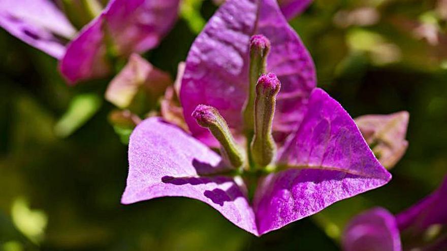  Jardines urbanos libres de productos químicos