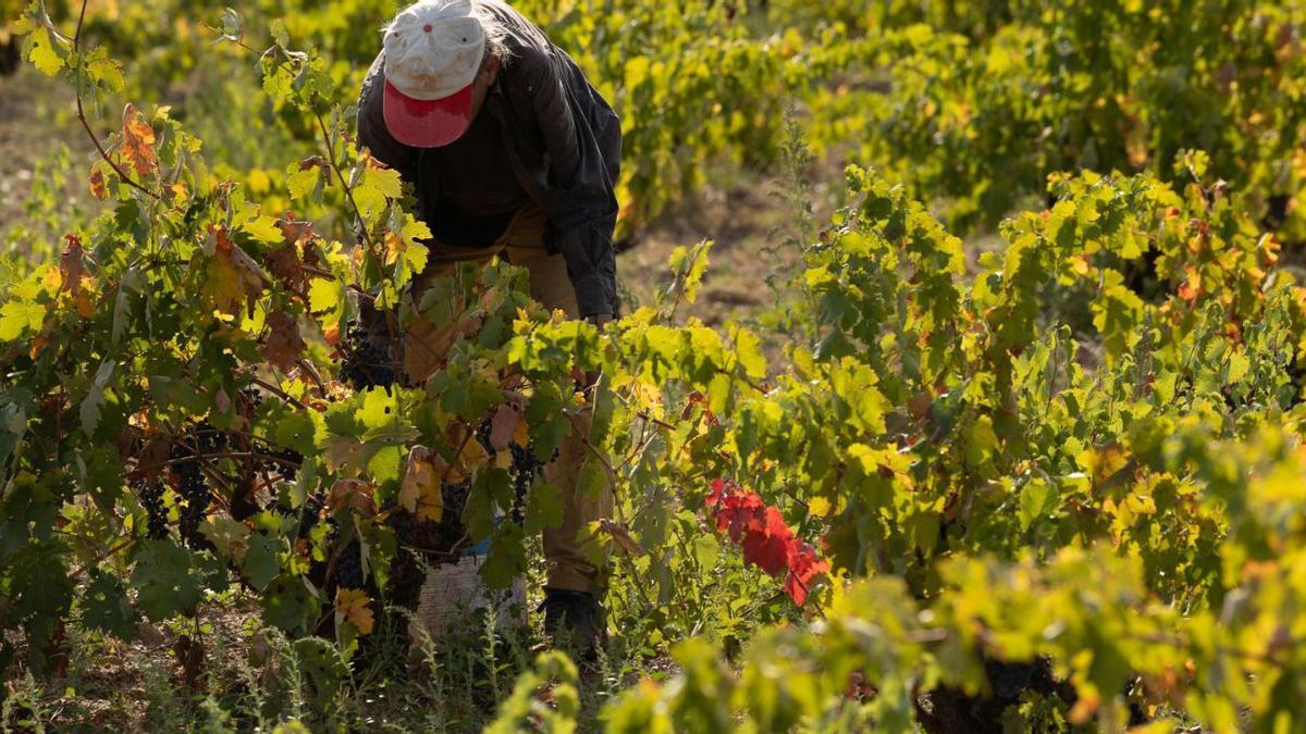 Un vendimiador trabajando en un viñedo de Fermoselle. |  José Luis Fernández