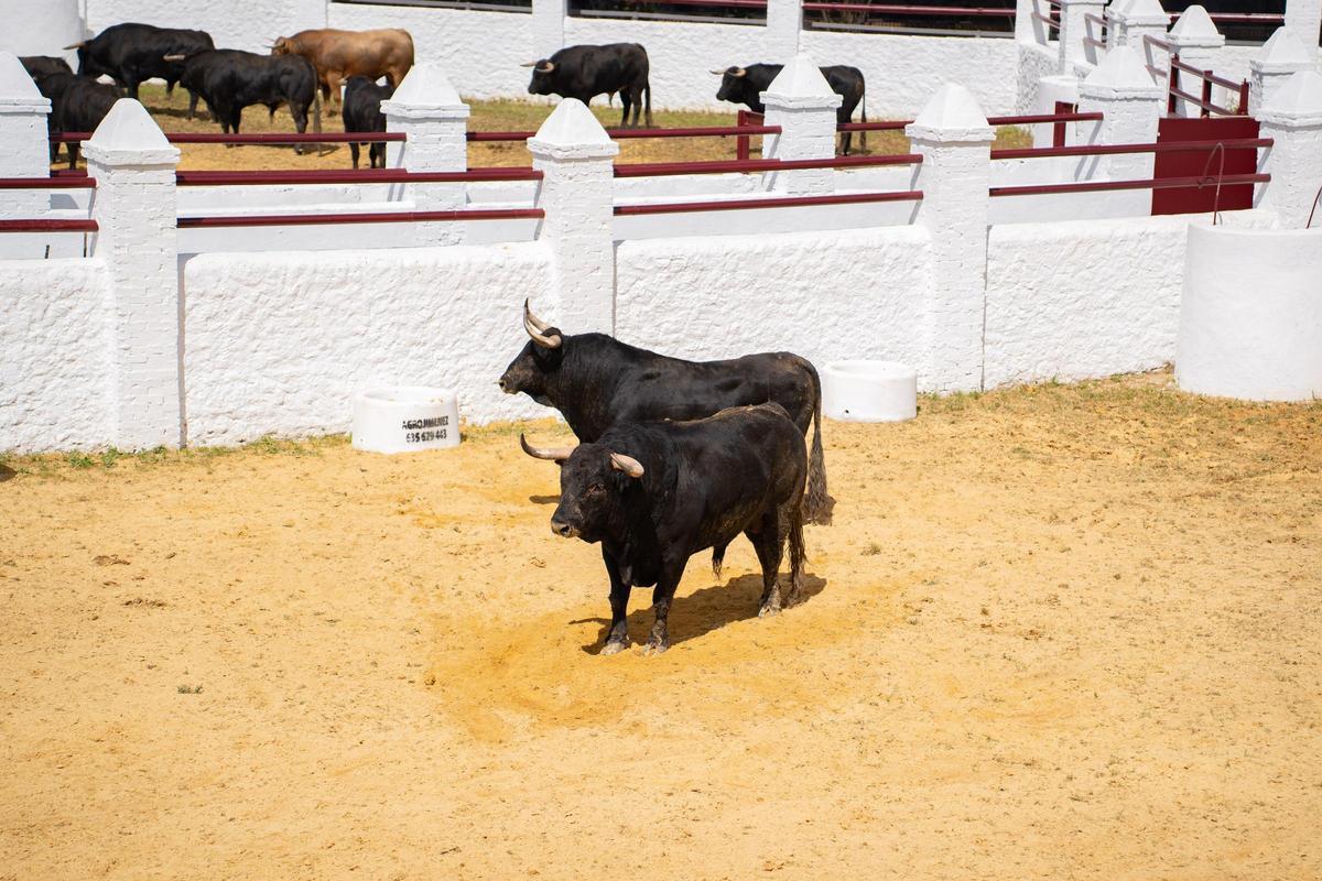 Los primeros toros llegan a la Venta de Antequera