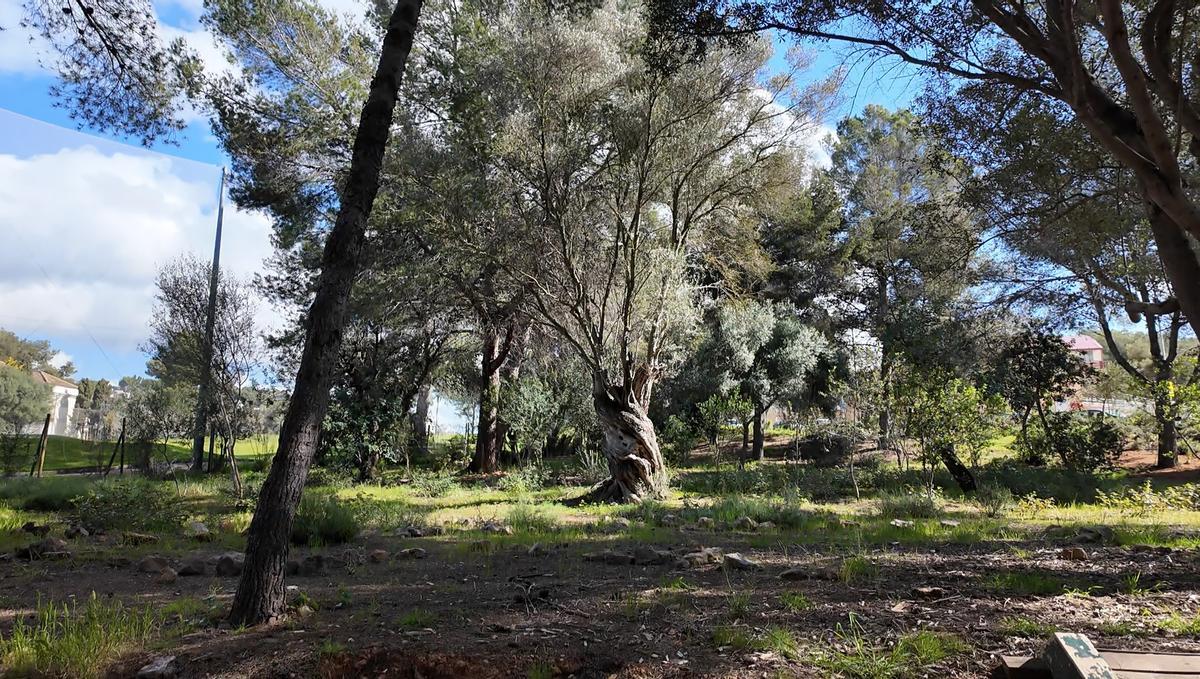 FOTOS | La zona verde de Bendinat, en imágenes FOTOS | La zona verde de Bendinat, en imágenes