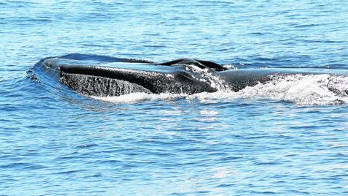 Cabeza de un rorcual común observado en las costas del Garraf.