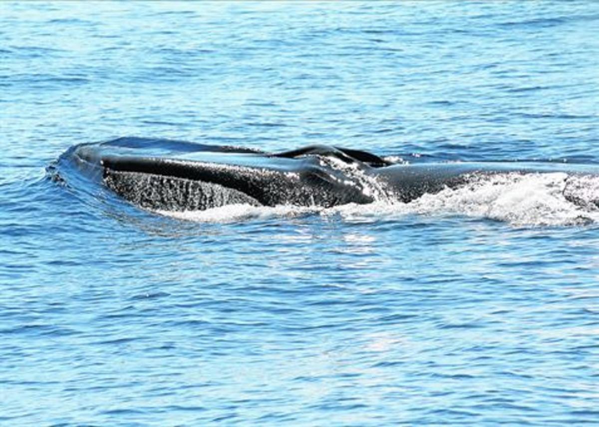 Cabeza de un rorcual común observado en las costas del Garraf.