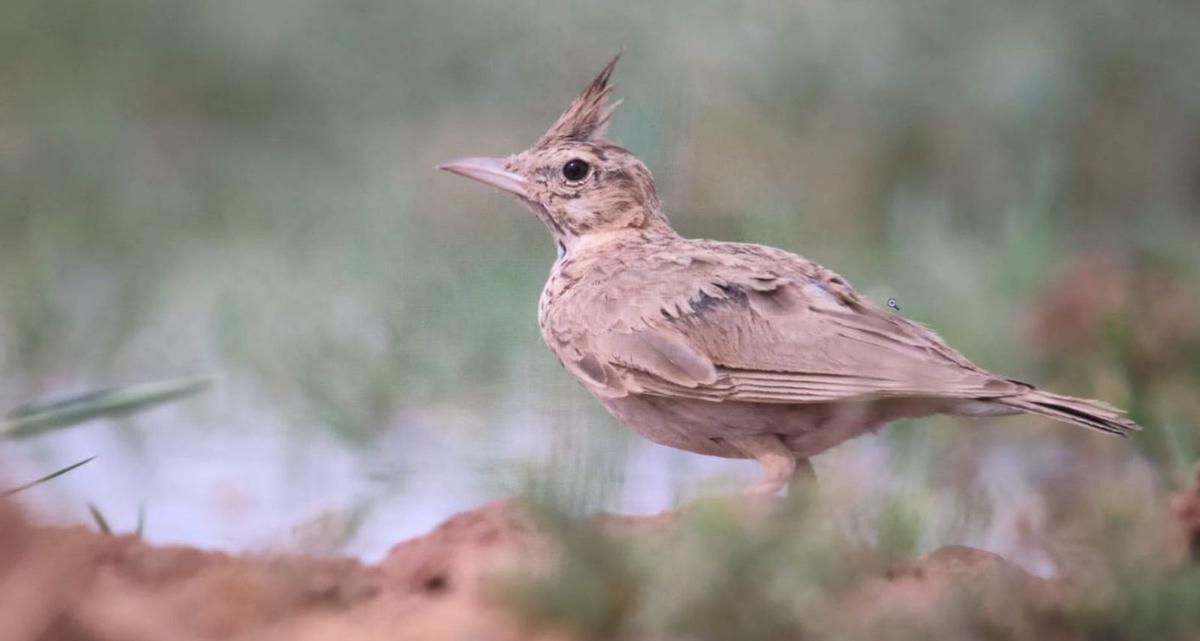 Cernícalo primilla 
(Falco naumanni).  huberto garcía peña