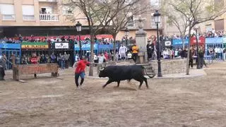 L'Alcora vibra con el primer cerril de su Pascua Taurina del hierro La Jotera
