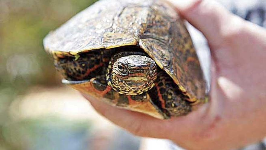 Una de las doscientas tortugas que Walz cría a día de hoy.