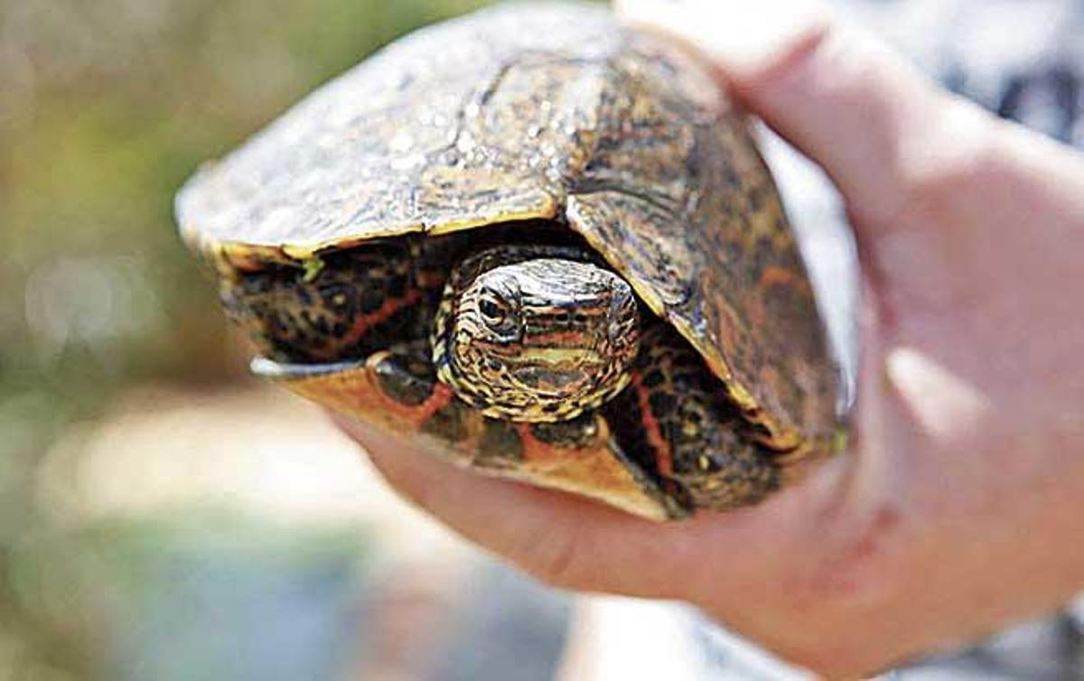 Una de las doscientas tortugas que Walz cría a día de hoy.