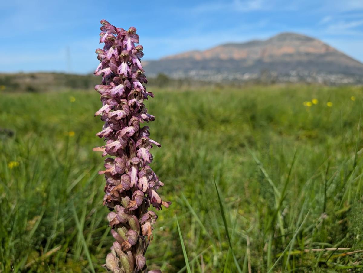Las orquídeas gigantes («Himantoglossum robertianum») vuelve a brotar en Xàbia