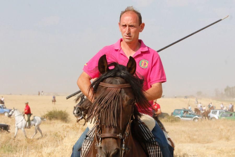 Fiestas en Zamora: Encierro en Villalpando