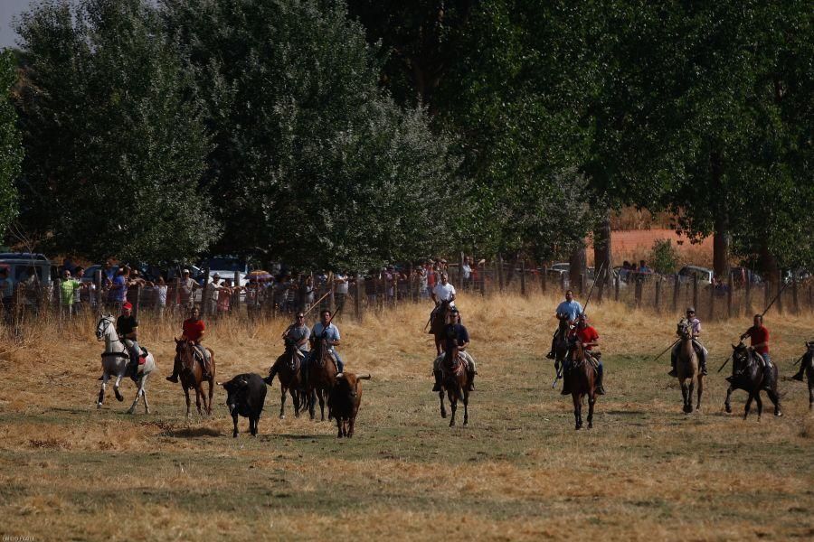 Fiestas en Zamora: Encierro en Venialbo