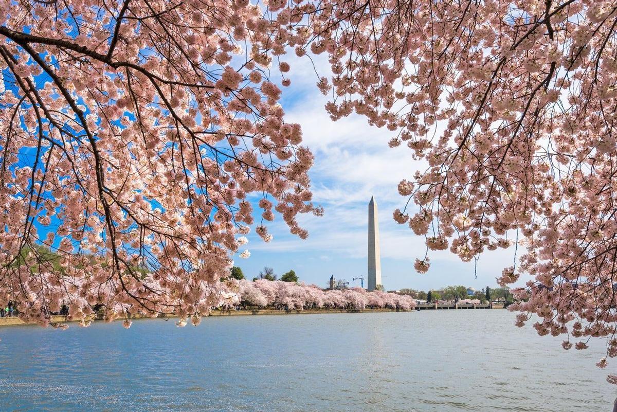 National Cherry Blossom Festival