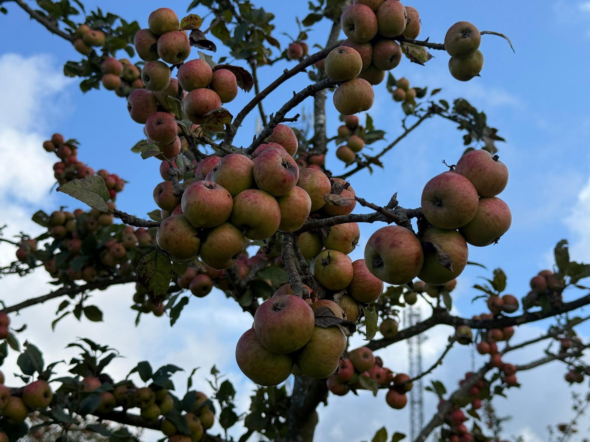 El SERIDA explica sobre el terreno las medidas de protección contra las plagas de roedores en pomaradas