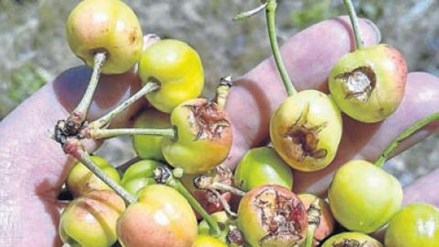 UPA-UCE advierte de las pérdidas causadas por el granizo en la cereza