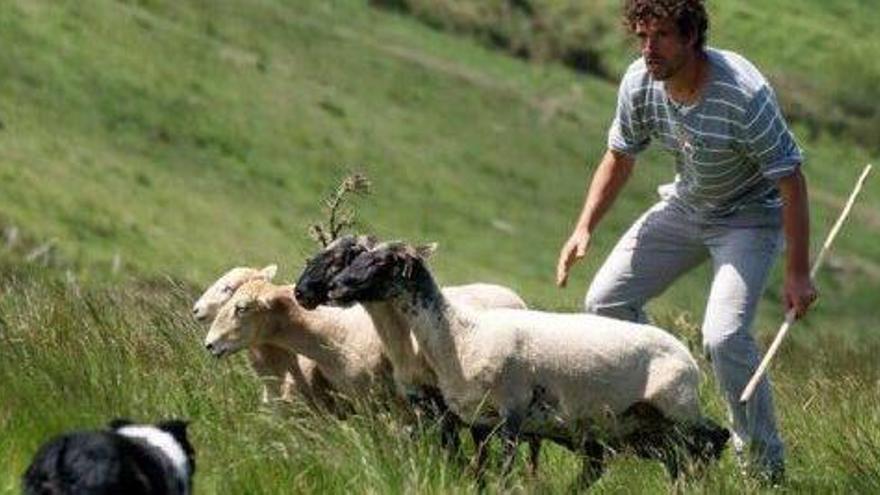 Dos imágenes cedidas por Óscar Murguía de su tarea de pastoreo y una tercera de parte de un rebaño controlado por un perro.