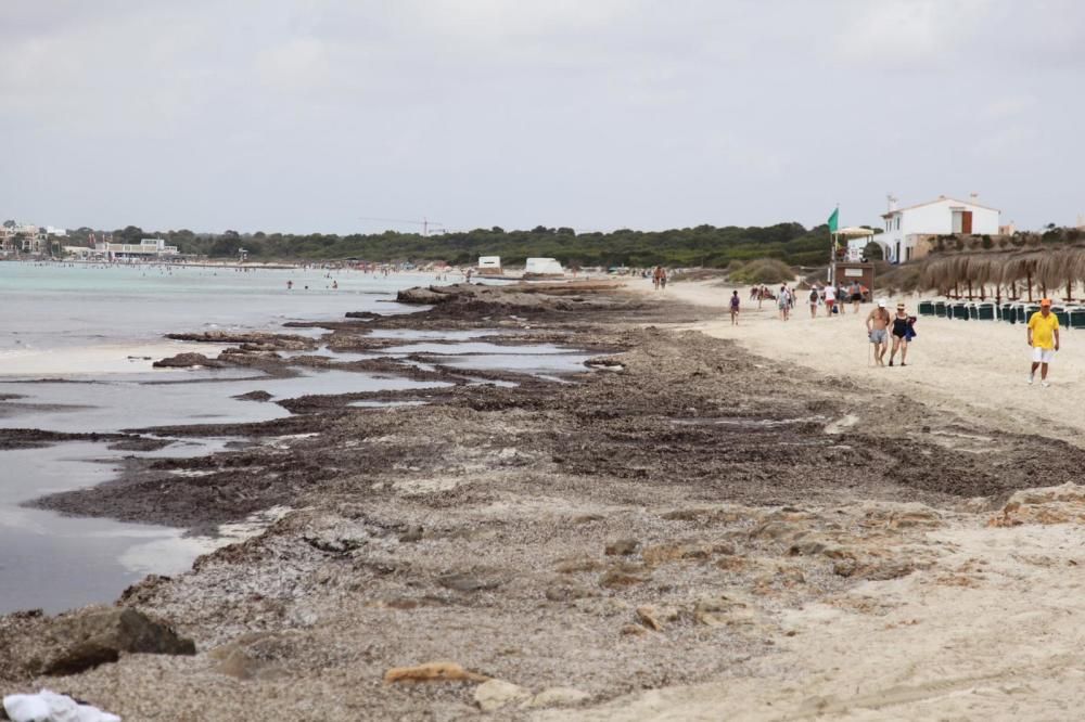 El GOB denuncia que se ha retirado posidonia de la playa de sa Ràpita con maquinaria