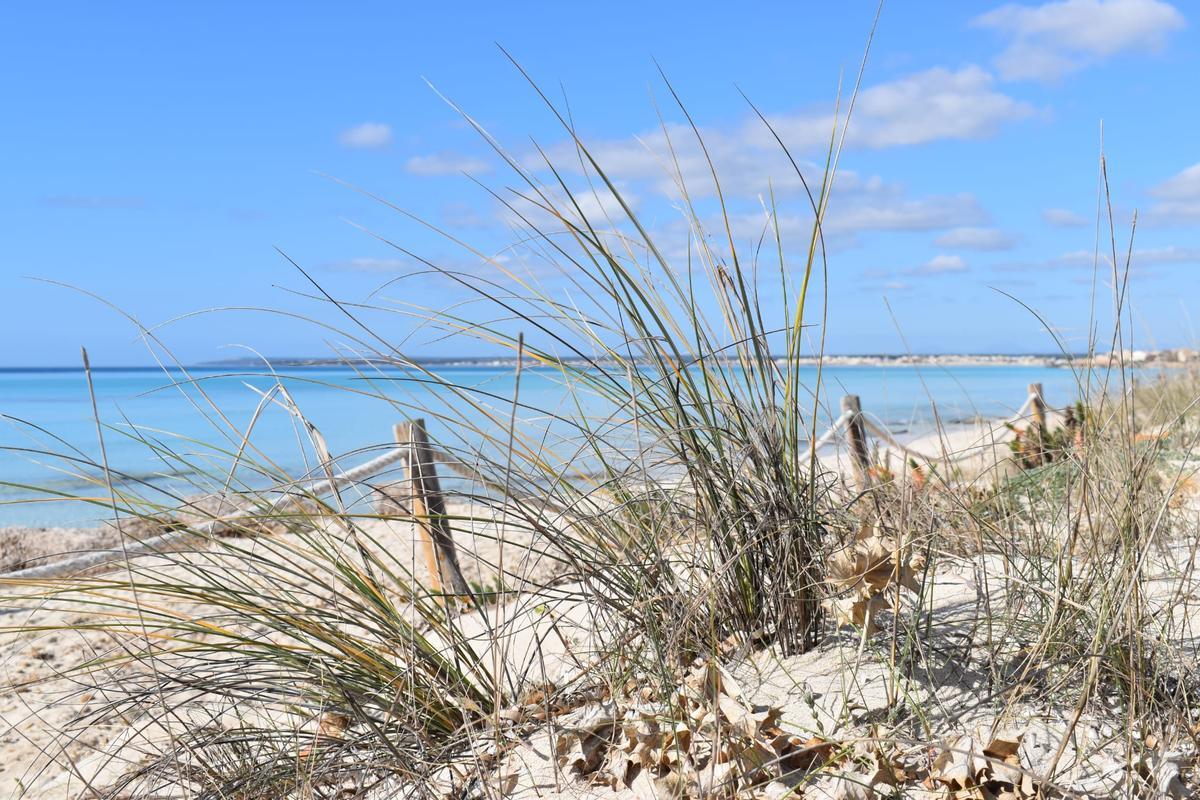 El Govern inicia los trámites para aprobar el Plan Rector de Uso y Gestión del Parque Natural Marítimo-Terrestre Es Trenc - Salobrar de Campos