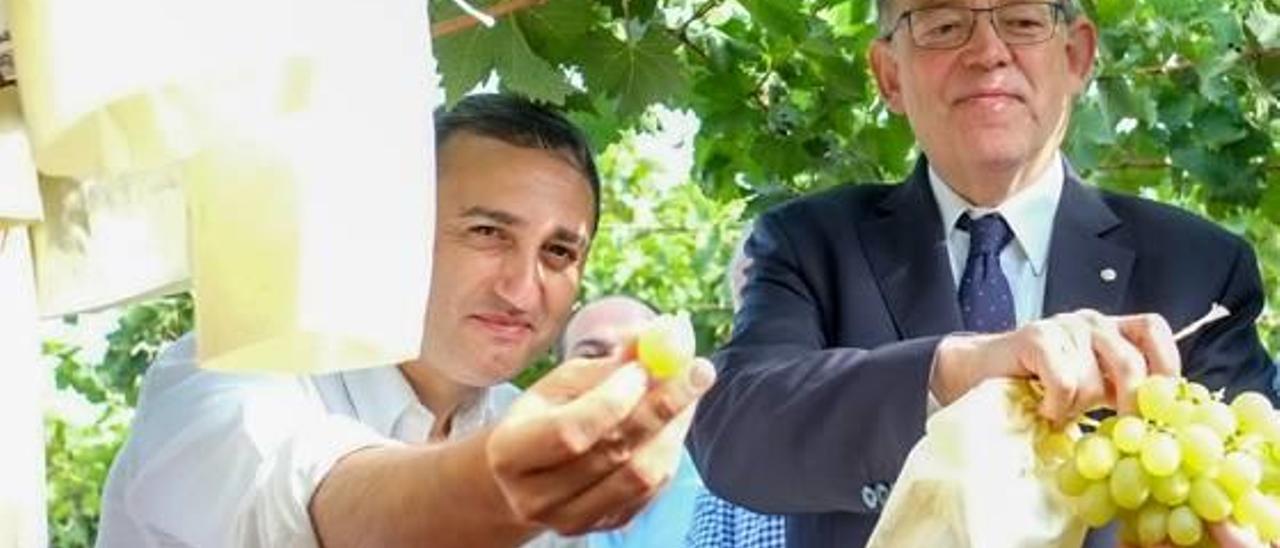 César Sánchez y Ximo Puig, durante una campaña de recogida de uva en el Vinalopó.