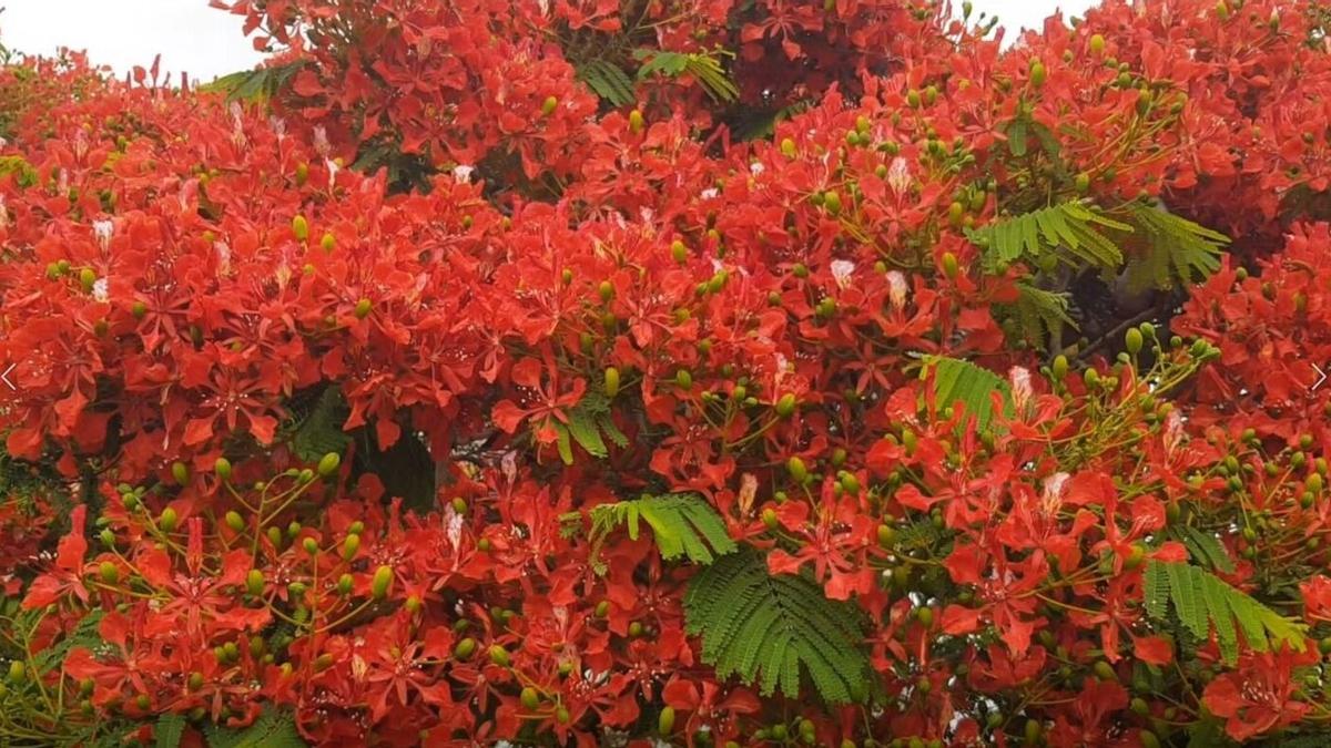 Las flores del espectacular flamboyán en Arrecife.