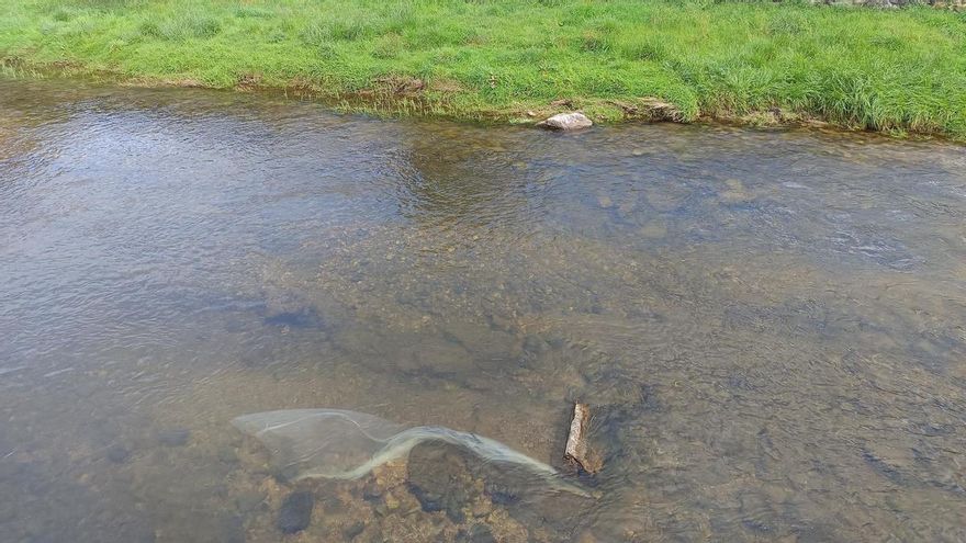 Denuncian la presencia de plásticos en el río Güeña a su paso por Cangas de Onís