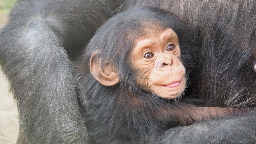 Los matan como a chimpancés