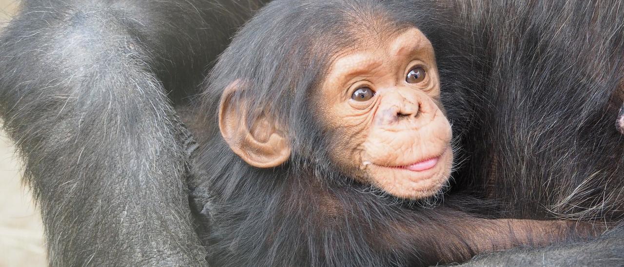 Una cría de chimpancé