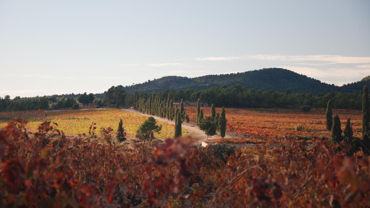 Bodegas Iranzo se ubica en la pequeña localidad de Caudete de las Fuentes.