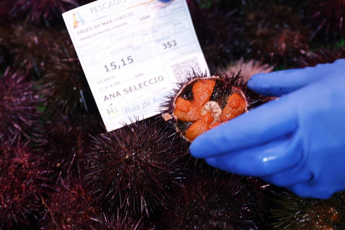 Los primeros oricios asturianos llegan a El Llano a precio de lujo: “Están caros, pero van a volar”