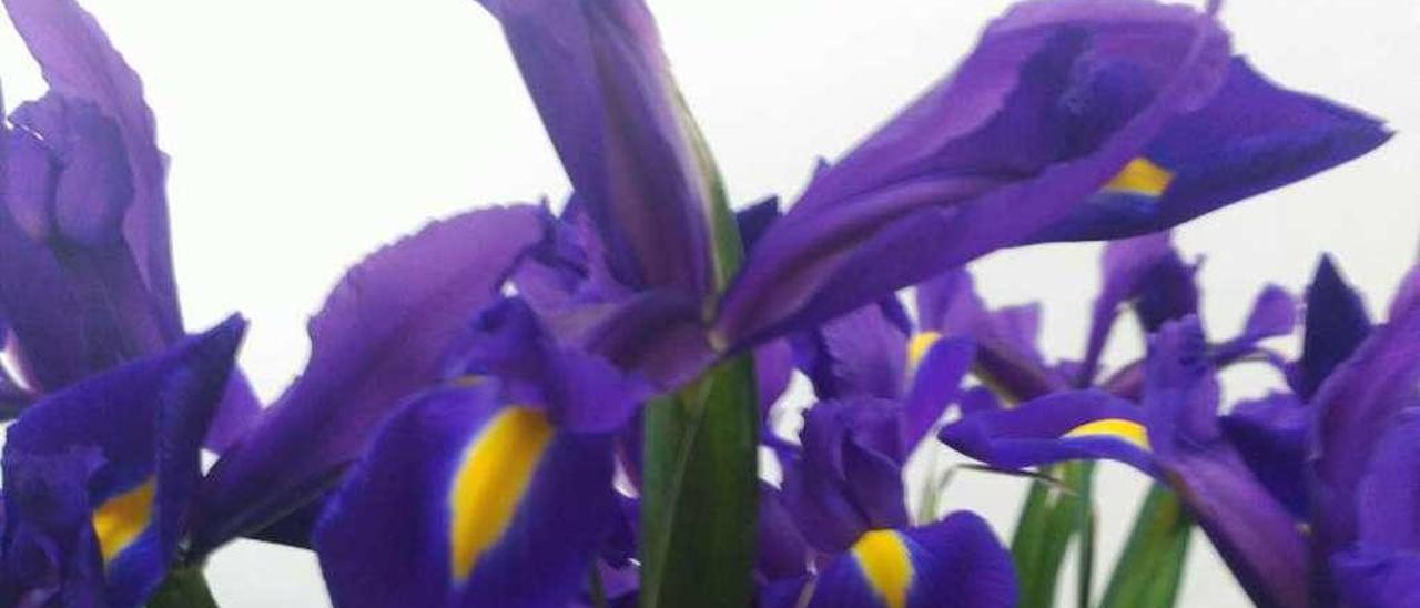 La efímera elegancia del iris - La Nueva España