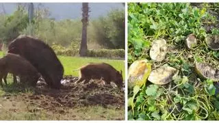 Los agricultores estallan contra los jabalís: destrozan 9.000 kilos de melones a un productor de Almenara