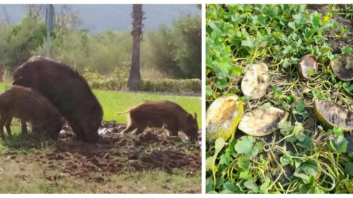 A la izquierda, foto de una familia de jabalís avistada en una rotonda de Orpesa. A la derecha, los destrozos que le han causado a la cosecha de melones de un agicultor de Almenara.