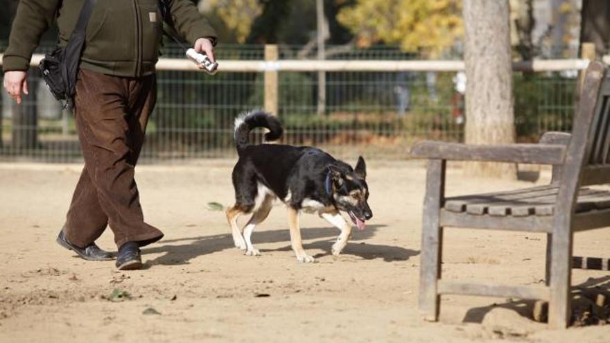 Denuncien que una infecció ha afectat diversos gossos al parc del Migdia