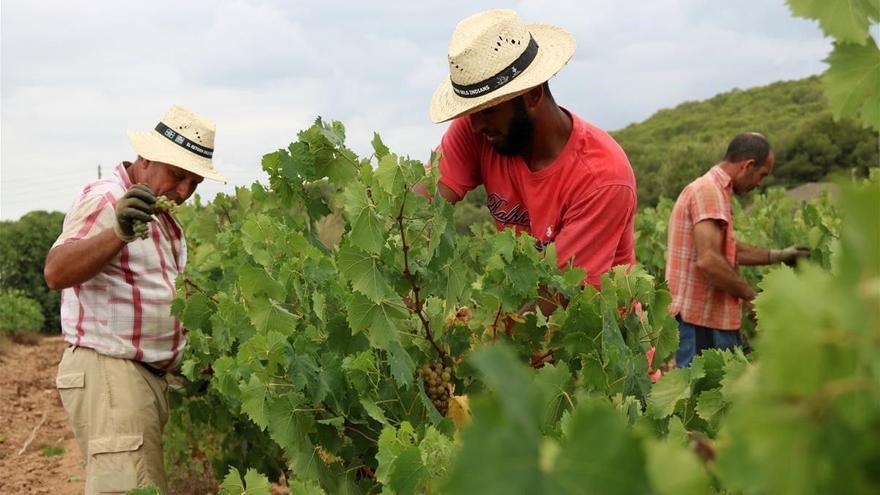 La DO Empordà avançarà gairebé una setmana la verema d’enguany