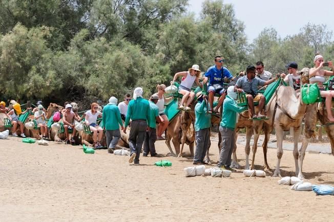 Reportaje excursiones con camellos en las Dunas ...