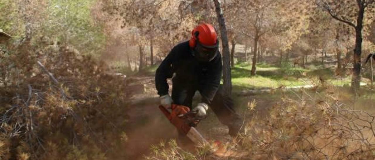 Redován comienza a talar 800 pinos por la plaga del «tomicus»