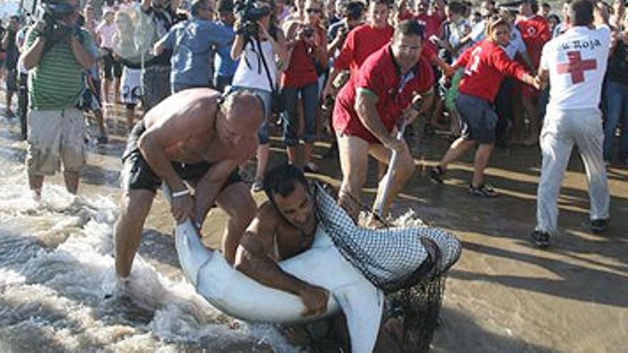 Capturado el tiburón gris de Tarragona