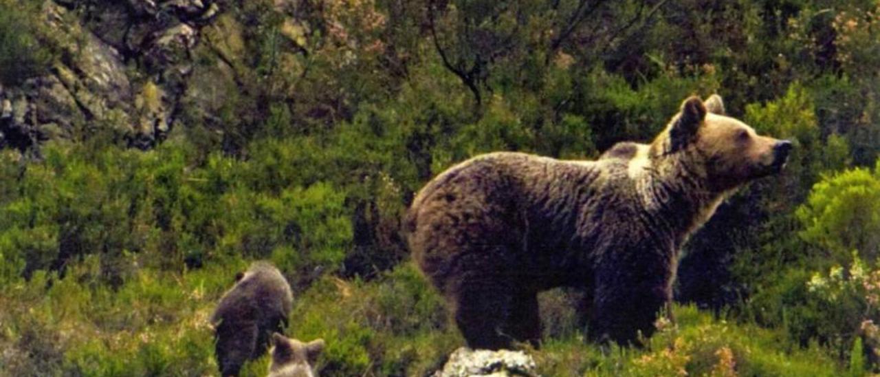 Una osa con dos crías en la cordillera Cantábrica.