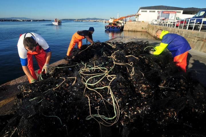 El mejillón recupera el pulso al verano y sus descargas colapsan los muelles gallegos