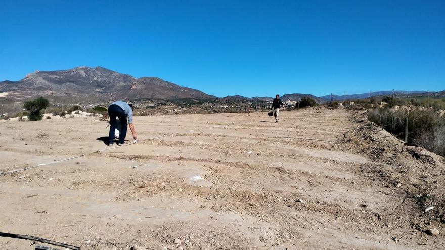 El Campello recupera veinte años después la zona verde «fantasma» del vertedero de Coca